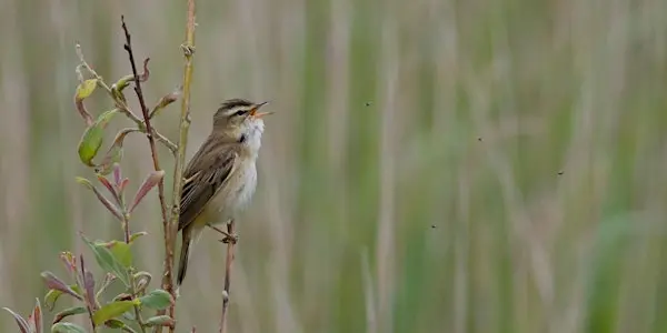 Spring Bird Sounds at Rye Harbour: Walk and Workshop